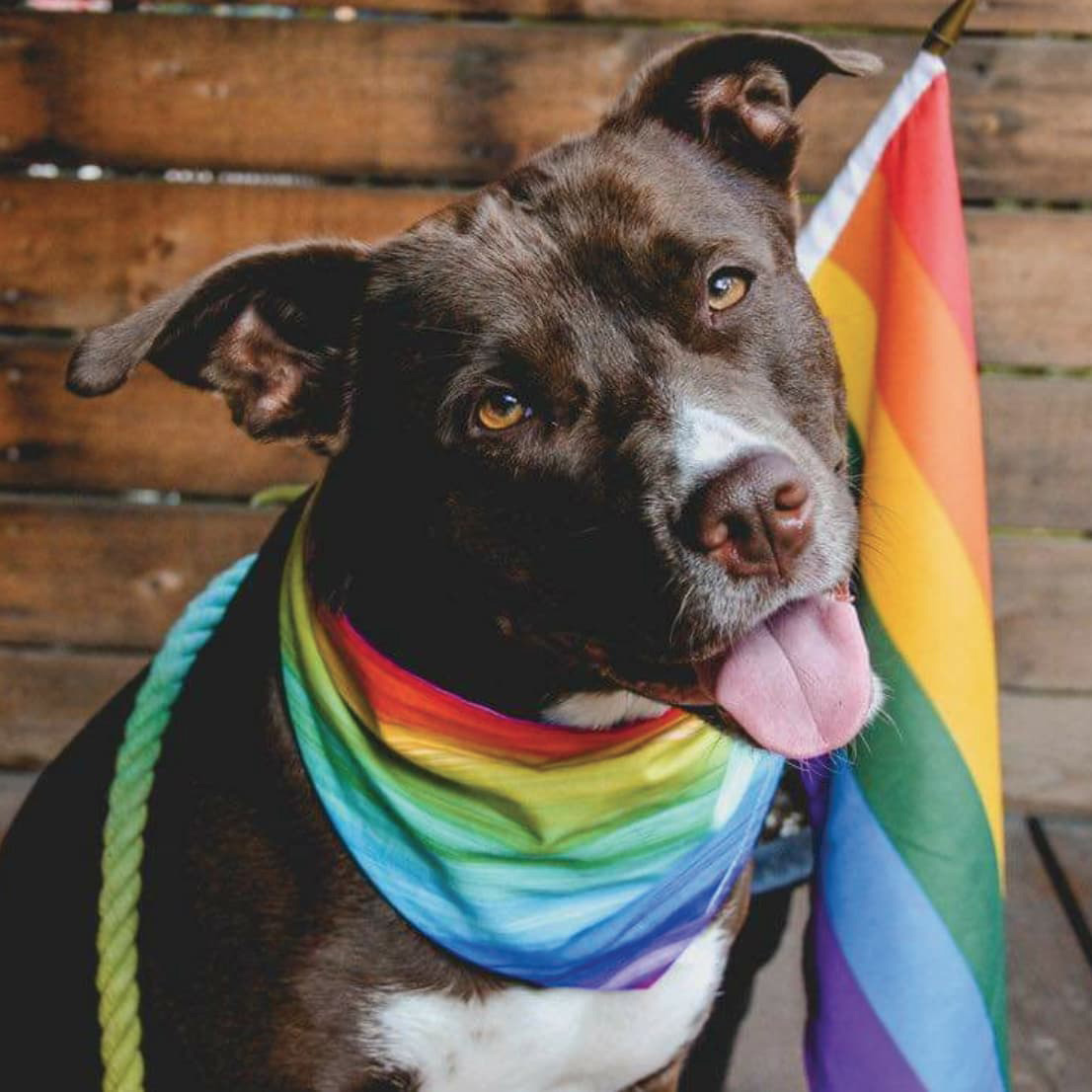 dog wearing a rainbow-colored bandana